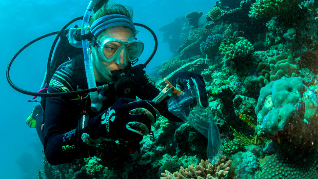 Emma Camp collects samples from a particularly resilient coral colony. These are sent to the University of Technology Sydney for analysis. 