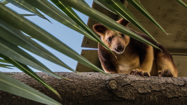 Simbu the tree kangaroo settles in  at the National Zoo and Aquarium after being moved to Canberra to breed.
