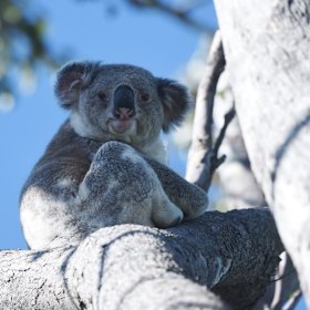 Not going anywhere: the government appears to be sticking by its policy for the protection of koala habitat.