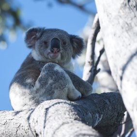 Not going anywhere: the government appears to be sticking by its policy for the protection of koala habitat.