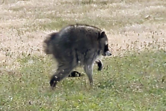 Jimothy the raccoon went viral online because of his abnormally round body and long legs, which some believe to be the result of a disorder called short spine syndrome.