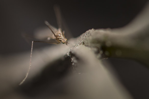 The warmer weather could see an increase in mosquito-borne diseases in Sydney over the next  decade. 
