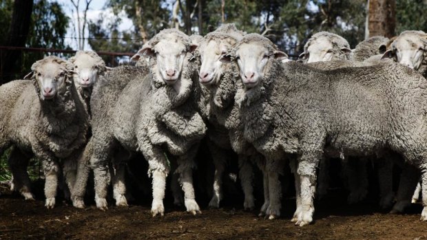 The teenager has been charged with rustling 300 sheep.