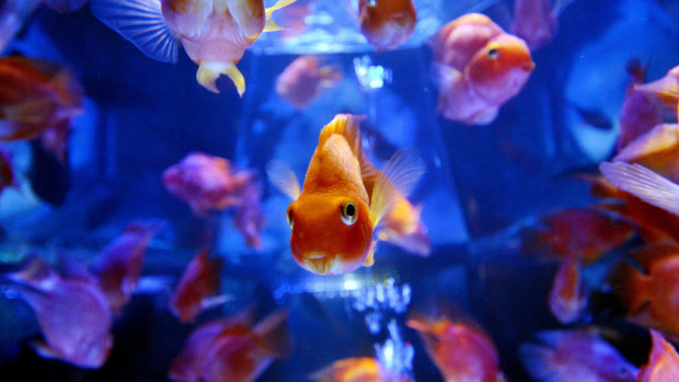 Smart devices, including remotely monitored fish tanks, could be less secure than people think.