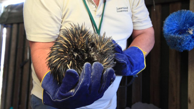 Wildlife officers have removed the echidna from the premises and hope to release it back into the wild.