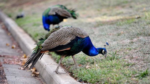 Under Brisbane City Council's newly proposed law it would be illegal to own a peafowl in a residential area.