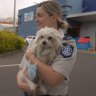 Hundreds of animals seized from Darling Downs pet store