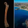 Bone found at Balmoral Beach reveals origins of Australia’s apex predator