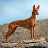 Greyhounds part of burials found in Egypt dating as far back as the Badarian culture, 4000BCE. 
