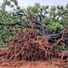 A tree uprooted in Derby.
