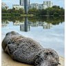 A long-nosed fur seal seen by the Cooks River at Wolli Creek on Sunday.