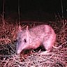Back from the brink: the eastern barred bandicoot.