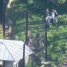 ‘This is a significant incident’: Cub tranquillised as five lions escape Taronga Zoo enclosure