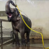 This elephant uses a hose to give herself a shower every day