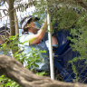 Homicide squad officers are investigating after a body was found in bushes near Sydney Airport.