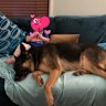 Arnie, a seven-year-old German shepherd, died after being left by his owner in the back of a ute in a case that caused public outrage.