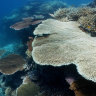 Severe coral bleaching along 500 kilometres of Great Barrier Reef