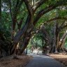 ‘Absolutely devastating’: A tiny exotic beetle will see 180 of Hyde Park’s trees cut down