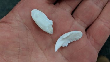 Ear stones, or otoliths, extracted from a metre-long Murray Cod this week. 