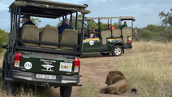 The lion is unperturbed by the presence of the safari cars.