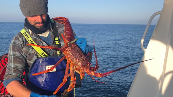 Fisherman and San Remo Co-op member Johnathon Brocklesby catching crays two weeks ago.