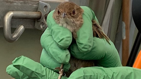 An Eastern bristlebird rescued from bushfire danger east of Mallacoota.
