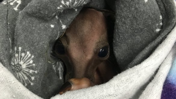 A newly-orphaned swamp wallaby joey rescued from the Gold Coast hinterland and Scenic Rim bushfires.
