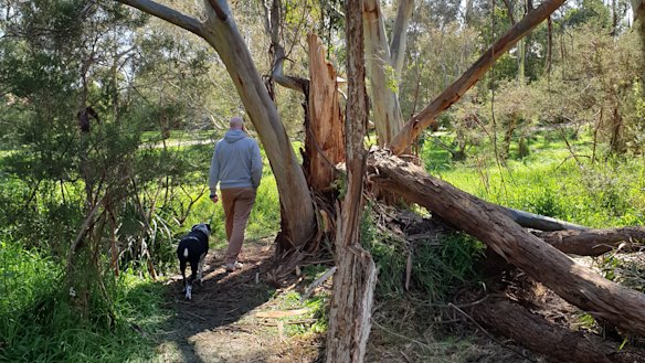 Kate's husband and dog walking amongst trees damaged in Thursday night's ferocious winds.
