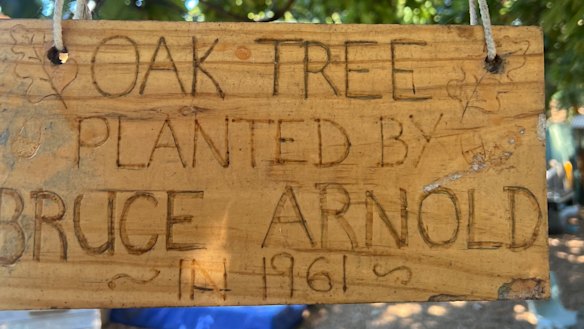 An oak tree named Bruce, planted by Bruce Arnold in 1961, at Sunnyside kindergarten.