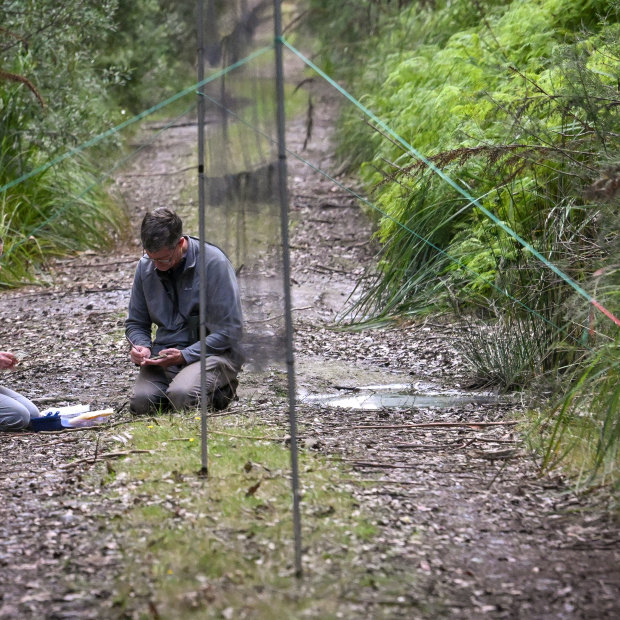 Dr Young and Prof Robert Heinsohn from the Difficult Bird Research Group compare notes on their samples. They are sitting next to a mist net, which is used to catch the birds. 