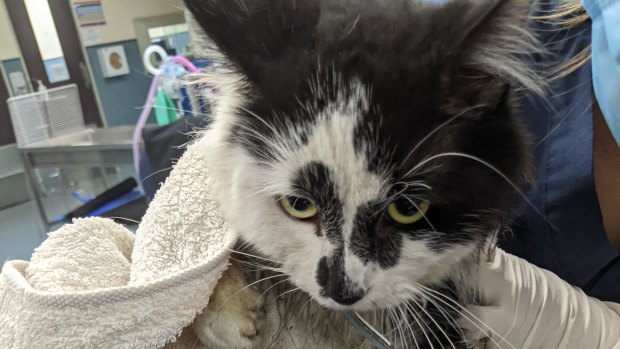 The RSPCA is appealing for the public's help to track down the person responsible for an illegal steel trap after it left a pet cat severely injured last month.