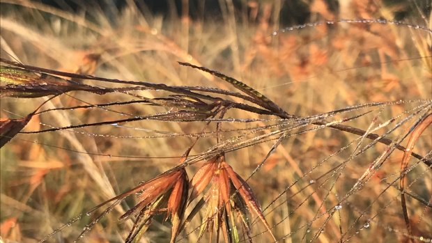 Kangaroo Grass (Themeda triandra), photographed elsewhere in Royal Park, is one of the 27 species sown in the trial.