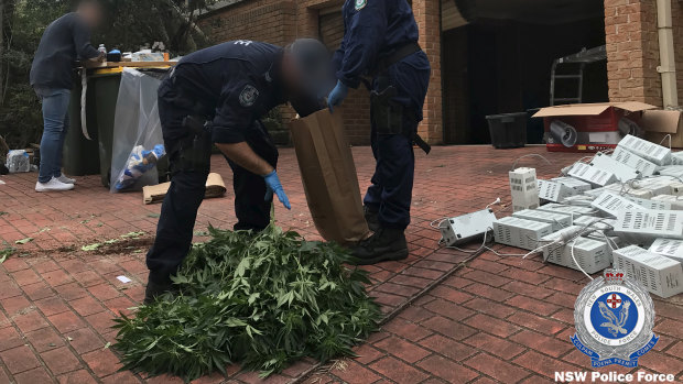 Nine hydroponic operations were discovered in rented residential houses across Sydney.