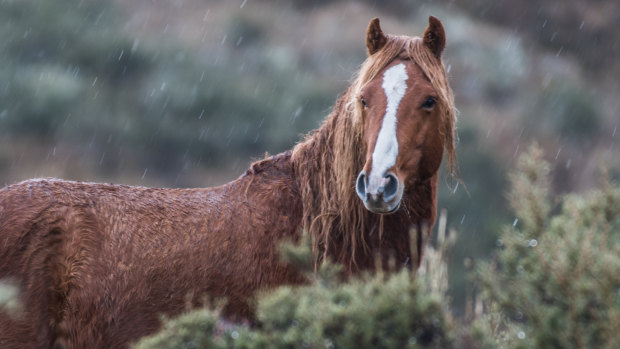 Brumbies have run wild in Kosciuszko National Park for more than 150 years.