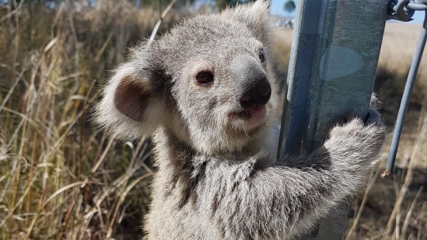 Only two out of 180 tagged koalas that were relocated on the Gold Coast have been rediscovered. (File image)