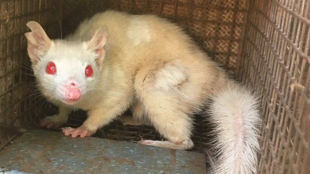 An exciting discovery, the albino quoll was found in WA's Pilbara region.