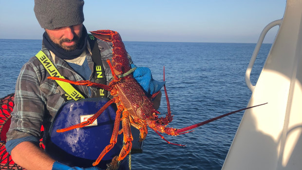 Fisherman and San Remo Co-op member Johnathon Brocklesby catching crays two weeks ago.