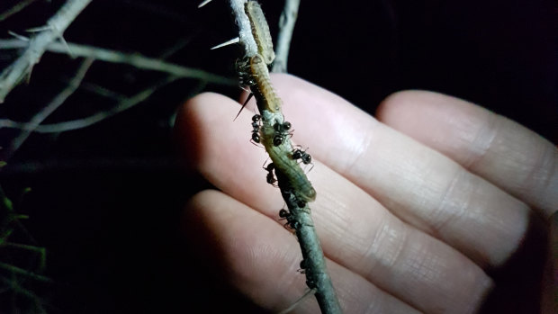 Spotting the Notoncus ants are key to finding the Eltham copper caterpillars as they feed night.