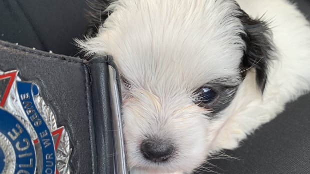 The second missing Maltese-Shih Tzu cross puppy who was taken from a Mitchelton home in Queensland has been found by police.
