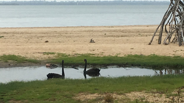 The greatest asset at Loch Sport is the lake. There are birds, fish and dolphin pods.