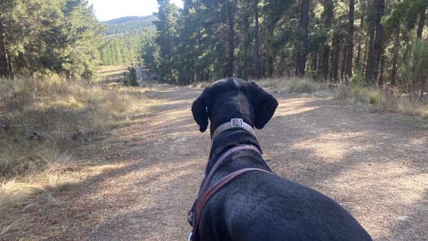 Shane Wright’s dog, Scully, enjoying a run in nature. 