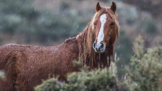 Brumbies have run wild in Kosciuszko National Park for more than 150 years.