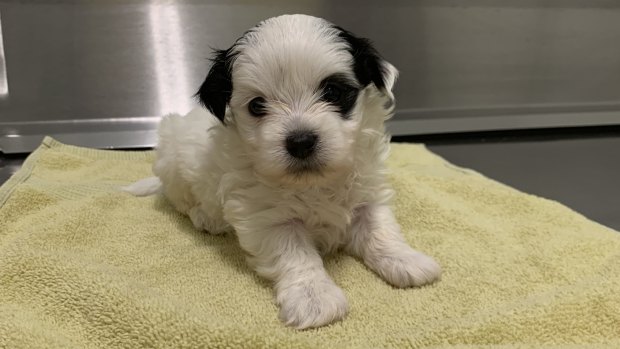 The Maltese-shih tzu cross puppies were examined at the vet and given the all-clear after being recovered by police.