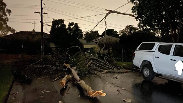 One Nunawading resident had a tree fall in their court on Thursday,