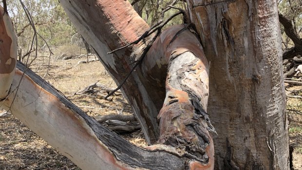 River red gums are among the species that will be protected on the Rummery's property.