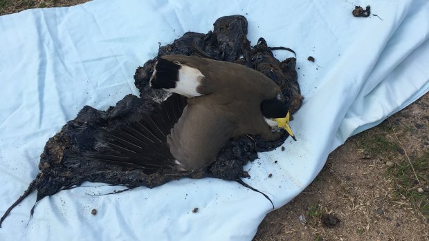 The RSPCA is appealing for information about who may have dumped the tar.