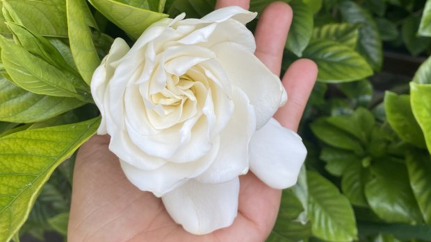 The gardenia bush that evokes my father’s beautiful life.