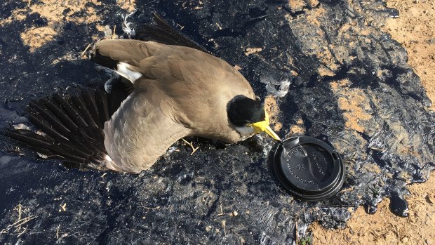 A plover was euthanised after being found in tar.