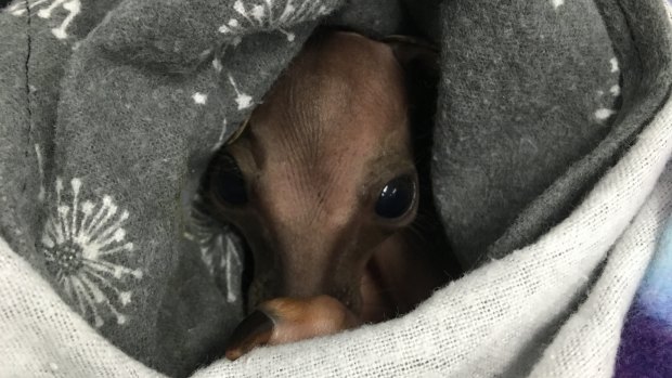 A newly-orphaned swamp wallaby joey rescued from the Gold Coast hinterland and Scenic Rim bushfires.