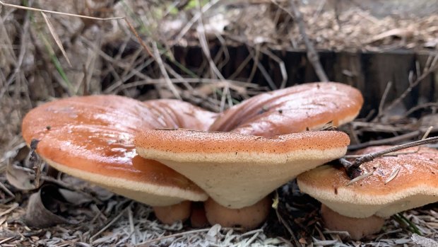 Hunting and gathering: beef steak fungi in their element.